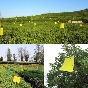 กับดักแมลงวันผลไม้แบบกันน้ำพร้อมกาวสองหน้าสีเหลือง/น้ำเงิน สำหรับดักแมลงทริปส์/แอฟฟิดส์/แมลงวันขาว ความหนา 0.23 มม. - Product Image 5