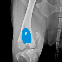 Kit médical de remplacement de prothèse de genou TOOLMED, en titane, certifié CE Classe III, consommables vétérinaires, système PGR
