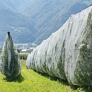 Agro Tomato Protect Greenhouse Agricultural Protect Insect Proof Mesh pour l'agriculture Filet anti-insectes - Product Image 5