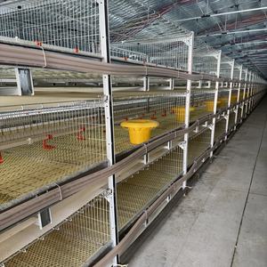 <span class=keywords><strong>Cage</strong></span> automatique à énergie solaire pour poules pondeuses pour ferme avicole Conception de <span class=keywords><strong>cage</strong></span> pour animaux à piles au Ghana - Product Image 2