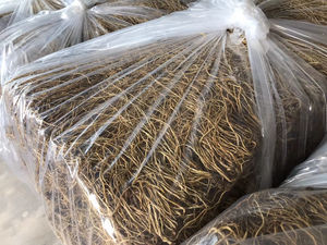 1KG de racines naturelles brutes de radix gentianae, vente à l'eau - Product Image 2