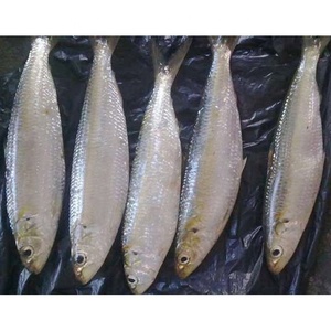 نوعية جيدة المجمدة WR سمك السردين للبيع الأسواق - Product Image 1