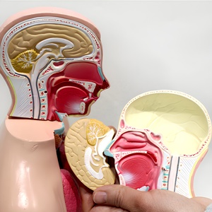 Modello di Torso Umano Maschile e Femminile da 42cm con Struttura degli Organi Interni Staccabile per l'Insegnamento in Laboratorio Scolastico - Product Image 3