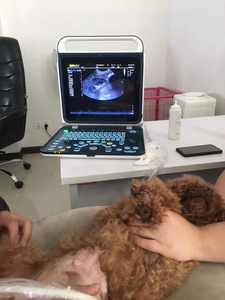 Portable echocardiographi Doppler couleur BPU60 vétérinaire portatif d'ultrason pour chien chat animaux bovins équins ecograpoh - Product Image 4