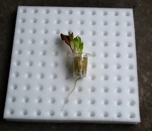 Wholesale Small Soilless Sponge Block <strong>for</strong> Hydroponic <strong>Greenhouse</strong> Vegetable &amp; Cotton Planting <strong>for</strong> Balcony Seedling <strong>Stage</strong> - Product Image 2