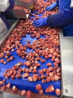 Fraises surgelées