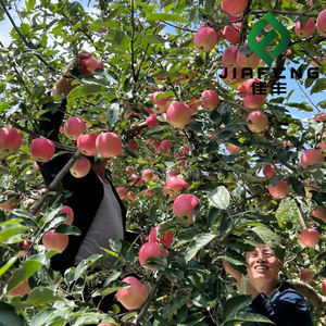 Frische Royal Gala Äpfel, Golden Delicious Rote Äpfel - Product Image 5