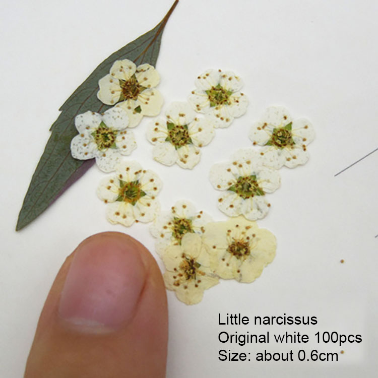 3/Petite jonquille blanche