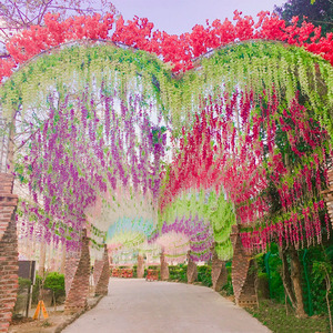 Guirnaldas <span class=keywords><strong>de</strong></span> <span class=keywords><strong>Flores</strong></span> Artificiales <span class=keywords><strong>de</strong></span> Glicinia y Flor <span class=keywords><strong>de</strong></span> Frijol al por Mayor Directo <span class=keywords><strong>de</strong></span> Fábrica, Enredaderas Decorativas para Bodas, Ratán Floral Colgante para Techos Interiores - Product Image 5