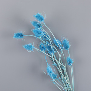 <span class=keywords><strong>Flores</strong></span> Secas de Cardo (Dipsacus Fullonum), Semillas de Cardo Silvestre, Ramo de <span class=keywords><strong>Flores</strong></span> <span class=keywords><strong>Preservadas</strong></span> de Larga Duración - Product Image 3