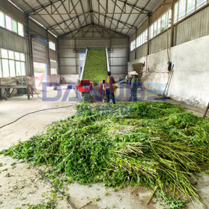 Máquina Deshidratadora de Menta Más Vendida, Equipo de Secado de Menta, Línea de Limpieza y Secado de Menta - Product Image 5