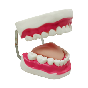 Modelo de Dientes de PVC para Estudio Anatómico Médico, Enseñanza, Protección Bucal para Adultos, Entrenamiento en Cuidado Dental, Reparación Dental, Modelo de 28 Dientes con Cepillo de Dientes - Product Image 5