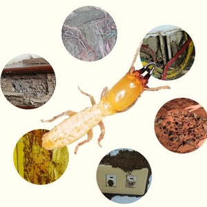 สถานีวางเหยื่อปล่อยปลวกกลางแจ้ง ระบบควบคุมศัตรูพืชในสวน ระบบตรวจจับปลวก เครื่องมือกำจัดปลวก - Product Image 6