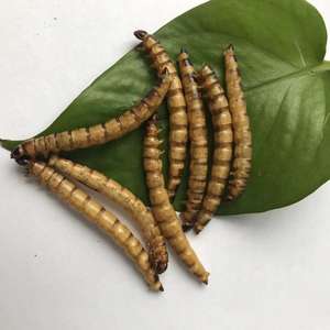 Protein reiche getrocknete Superwurm-Trocken maden für den Großhandel mit Tierfutter - Product Image 3