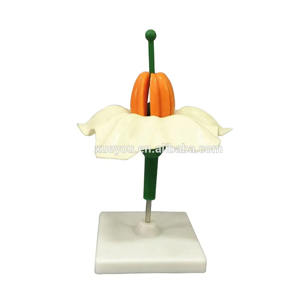 Plant Flower Anatomical Model Potato Flower Model Biology Teaching Model for Junior High School Biology Science Education