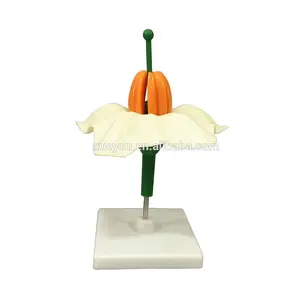 Plant Bloem Anatomisch Model Aardappel Bloem Model Biologie Onderwijs Model Voor Junior High School Biologie Science Onderwijs