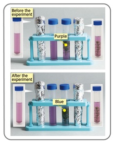 Explore Photosynthesis in <strong>a</strong> Tube Plant <strong>Science</strong> Toy Kit <strong>for</strong> Kids - Product Image 5