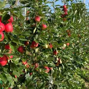 Sistema de Red Antigranizo para Peras, Red Protectora Duradera de Alta Resistencia para Huertos de Peras, Red Resistente a los Rayos UV para Protección de Cultivos - Product Image 5
