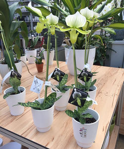 Etiqueta de planta de hortensia Etiqueta colgante de nombre de semilla Etiqueta colgante resistente a los rayos UV - Product Image 5