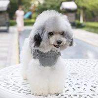 Chandail d'hiver personnalisable OEM de style classique pour chien et chat, tricot à la mode pour petits et grands chiens, tissu de printemps mignon inspiré