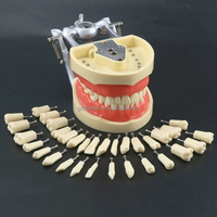 Modelo Anatómico de Dientes de Resina Danter 200 para Prácticas de Exámenes de Estudiantes de Ciencias Médicas en Hospitales (Modelo A8025)
