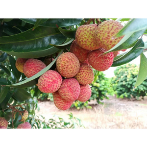 <span class=keywords><strong>ลิ้นจี่</strong></span>สดหวานส่งออก (Xiantao <span class=keywords><strong>ลิ้นจี่</strong></span>) - Product Image 2