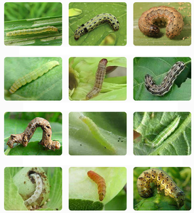 Lufenuron 5% SC Líquido Regulador del Crecimiento de Plagas <span class=keywords><strong>para</strong></span> el Control de Gusanos de la Remolacha, Pulgas, Minadores de Hojas y Ácaros Rojos en Agricultura - Product Image 3