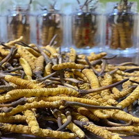 Cordyceps militaris de qualité alimentaire, Cordyceps sauvage de Nagqu