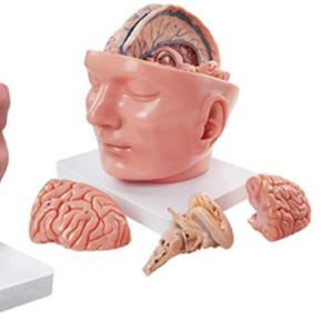 Modelo Anatómico Regional de Cabeza ADA-A639II con Dura Materia y Cerebro para Enseñanza Médica, Shanghái - Product Image 3