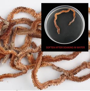 TOPIND 10g Vermes rouges en PVC, <span class=keywords><strong>vers</strong></span> <span class=keywords><strong>de</strong></span> sable secs, mille-pattes <span class=keywords><strong>de</strong></span> mer, appât vivant, technique <span class=keywords><strong>de</strong></span> pêche au fond, 15g, vente en gros transfrontalière <span class=keywords><strong>pour</strong></span> <span class=keywords><strong>la</strong></span> carpe et <span class=keywords><strong>la</strong></span> pêche en mer - Product Image 3