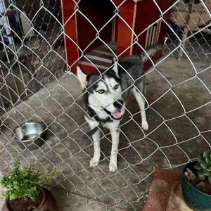 Wholesale Yuking High Quality Galvanized Chain Link Fence <b>Mesh</b> in 4ft-10ft Sizes 1mm-4mm <b>Wire</b> Gauge Variety Heights - Product Image 1