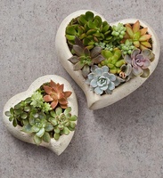 Pot de plante succulente en forme de cœur, cactus, pot de fleurs, décoration intérieure et extérieure tendance, patio, jardin, maison, pépinière, ciment, revêtement en poudre