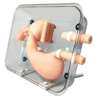 Modèle d'entraînement à la gastroscopie, simulateur fantôme d'endoscope gastroduodénal souple pour la pratique, modèle anatomique scientifique médical