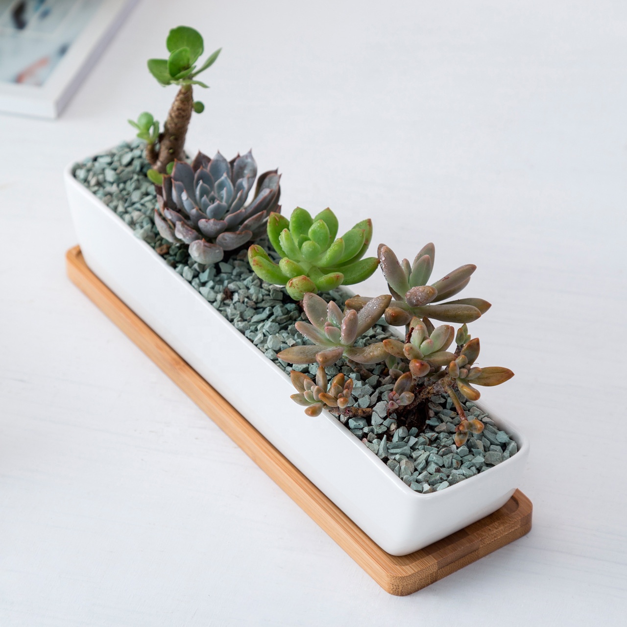 small succulent plant Assorted Mini Succulent Collection – Classy Casita