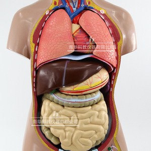 Modèle de structure du corps humain, simulation médicale, anatomie des organes internes, torse 3D détachable et assemblable, pour enfants - Product Image 2