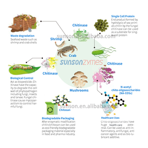 Хитиназа: Экологически чистый фермент для расщепления хитина на ценные олигосахариды и N-ацетилглюкозамин - Product Image 6