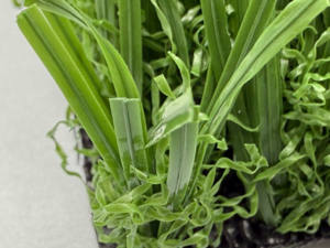 Umax 30mm sin relleno PE césped <span class=keywords><strong>de</strong></span> fútbol césped sintético sin relleno Mini campo deportivo césped <span class=keywords><strong>de</strong></span> fútbol para fútbol sala canchas deportivas rollo - Product Image 5