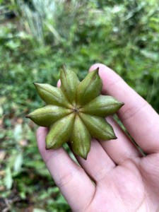 10g Anís Estrellado Rojo Premium Entero, Especia Auténtica, Muestra de Calidad Verificada, Envío Rápido, Kit de Prueba, Costo Reembolsable en Compras al por Mayor - Product Image 5