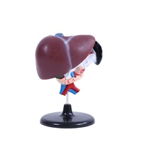 Modèles anatomiques médicaux en PVC haute définition pour l'étude des organes humains Foie Duodenum & Pancréas Durables 19x17x12cm