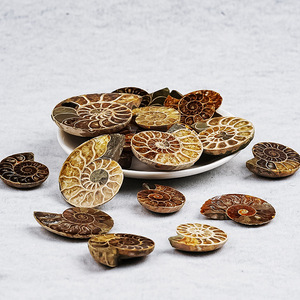 <span class=keywords><strong>New</strong></span> Arrival tự nhiên ammonite hóa thạch lát-Đánh bóng nguyên đá ốc xà cừ hóa thạch cho thanh lịch trang trí nội thất - Product Image 5