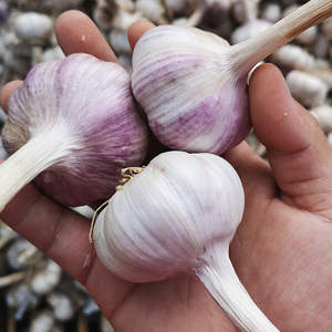 <span class=keywords><strong>Ail</strong></span> frais blanc normal, vente en gros, neuf, <span class=keywords><strong>prix</strong></span> sur le marché - Product Image 5