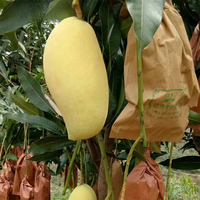 Sac de protection personnalisé pour fruits, emballage en papier, filet de protection pour goyave, banane, mangue avec trou d'aération