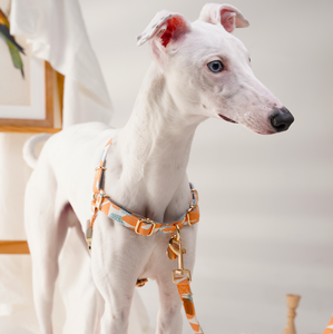 Arnés de algodón para perros sin tirones, personalizado, duradero, transpirable, ecológico, encantador, bonito, hebillas de moda, Breakaway - Product Image 5