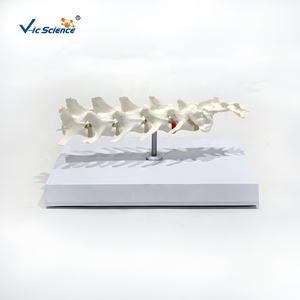 Modelo de Columna Lumbar Canina, Modelo de Enseñanza de Anatomía de Vértebras Lumbares Caninas - Product Image 2