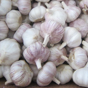 40mm 50mm 70mm <strong>Fresh</strong> <strong>Garlic</strong> From India Allium Sativum Premium Export Quality Bulk Supplier - Product Image 6