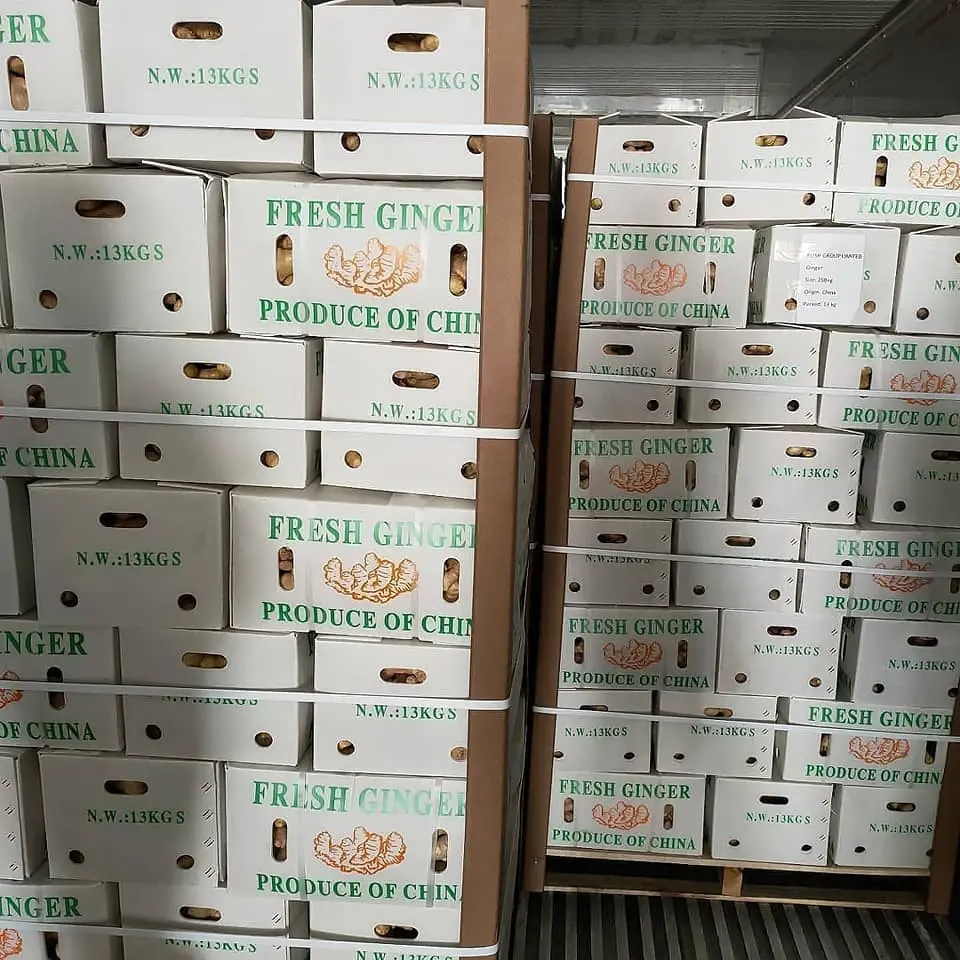 Haute qualité chine nouveau gingembre frais éléphant prix 2022 gingembre frais exportation dans un emballage en boîte