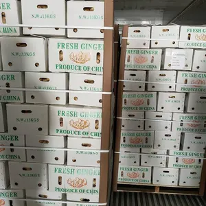High Quality China New Fresh Elephant Ginger Price 2022 Fresh Ginger Export In Box Packaging