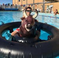 Flotador Inflable Gigante con Forma de Toro, Juguete Acuático Resistente de PVC con Asas para Adultos, para Piscina, Lago, Playa, Verano, 94x77 Pulgadas