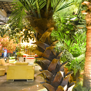 Bán Sỉ Cây Cọ Nhân Tạo Ngày Lớn Thủ Công Chống Cháy Cây Nhân Tạo Cây Cọ Ngày Hoàng Yến Nhân Tạo - Product Image 6