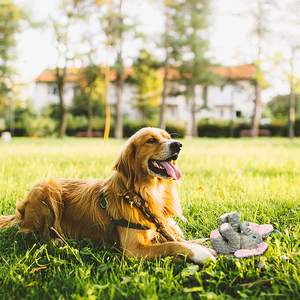 لعبة مضغ قطيفة متينة مع ورق كريب ، لعبة مضغ كلب فيل لطيف ، مناسبة للكلاب الصغيرة والمتوسطة الكبيرة - Product Image 6